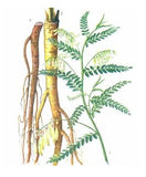 Organic Astragalus Root