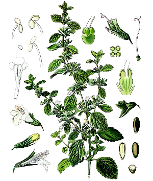 Organic Lemon Balm leaf
