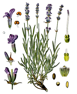Organic Lavender Flowers (1 oz)